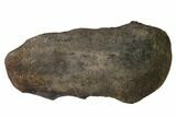 Fossil Whale Ear Bone - Miocene #136899-1
